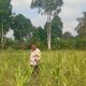 Kapolsek Logas Tanah Darat Pantau Tanaman Jagung Pipil di Desa Giri Sako, Dukung Program Swasembada Pangan
