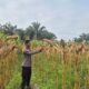 Kapolsek Logas Tanah Darat Kembali Pantau Perkembangan Tanaman Jagung Pipil di Desa Sukaraja