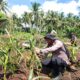 DUKUNG KEDAULATAN PANGAN NASIONAL, KAPOLSEK PANIPAHAN TURUN LANGSUNG MONITORING PERTUMBUHAN JAGUNG PIPIL