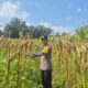KAPOLSEK LOGAS TANAH DARAT TINJAU PERKEMBANGAN TANAMAN JAGUNG PIPIL DI DESA SUKARAJA, DUKUNG SWASEMBADA PANGAN 2026