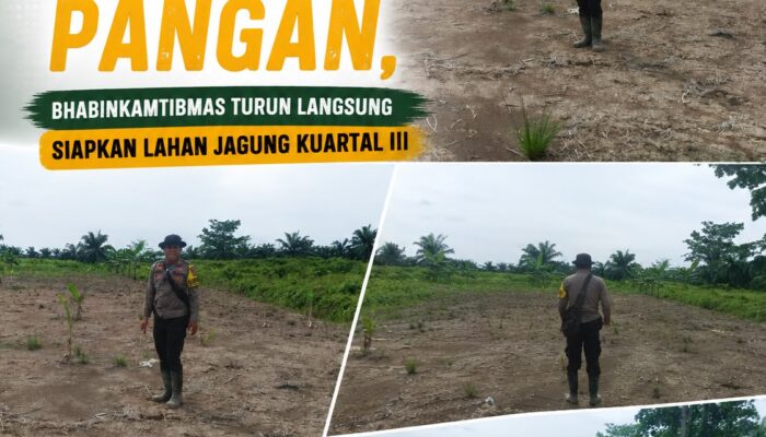 DUKUNG SWASEMBADA PANGAN NASIONAL, BHABINKAMTIBMAS SUNGAI DAUN TURUN LANGSUNG SIAPKAN LAHAN TANAM JAGUNG PIPIL KUARTAL III