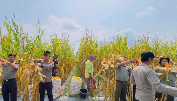 ‎Polsek VII Koto Ilir Gelar Kegiatan Panen Jagung Kuartal II Tahun 2026