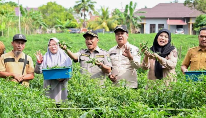 Panen 1,5 Ton Cabai Hijau, Wabup Bengkalis Apresiasi Keberhasilan BUMDes Desa Pasiran