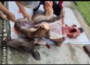 Oknum Berinisial AN Diduga Berburu Rusa Dilindungi di Kawasan HPT RAPP, Daging Hasil Buruan Diduga Diperjualbelikan