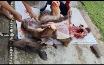 Oknum Berinisial AN Diduga Berburu Rusa Dilindungi di Kawasan HPT RAPP, Daging Hasil Buruan Diduga Diperjualbelikan