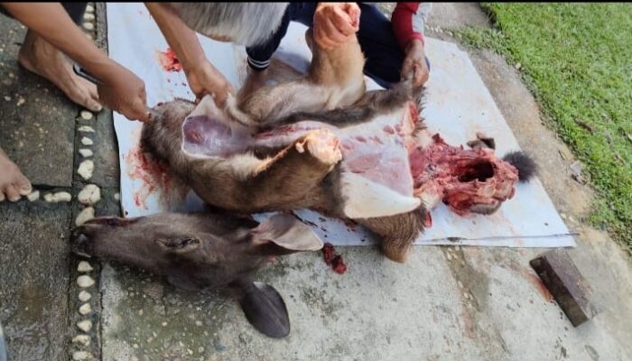 Oknum Berinisial AN Diduga Berburu Rusa Dilindungi di Kawasan HPT RAPP, Daging Hasil Buruan Diduga Diperjualbelikan