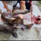Oknum Berinisial AN Diduga Berburu Rusa Dilindungi di Kawasan HPT RAPP, Daging Hasil Buruan Diduga Diperjualbelikan