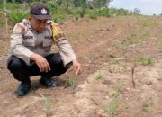 KAPOLSEK LOGAS TANAH DARAT CEK PERTUMBUHAN JAGUNG PIPIL DI DESA SUNGAI RAMBAI, DUKUNG SWASEMBADA PANGAN 2026