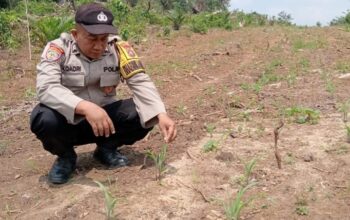 KAPOLSEK LOGAS TANAH DARAT CEK PERTUMBUHAN JAGUNG PIPIL DI DESA SUNGAI RAMBAI, DUKUNG SWASEMBADA PANGAN 2026