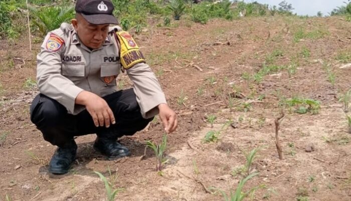 KAPOLSEK LOGAS TANAH DARAT CEK PERTUMBUHAN JAGUNG PIPIL DI DESA SUNGAI RAMBAI, DUKUNG SWASEMBADA PANGAN 2026