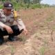 KAPOLSEK LOGAS TANAH DARAT CEK PERTUMBUHAN JAGUNG PIPIL DI DESA SUNGAI RAMBAI, DUKUNG SWASEMBADA PANGAN 2026