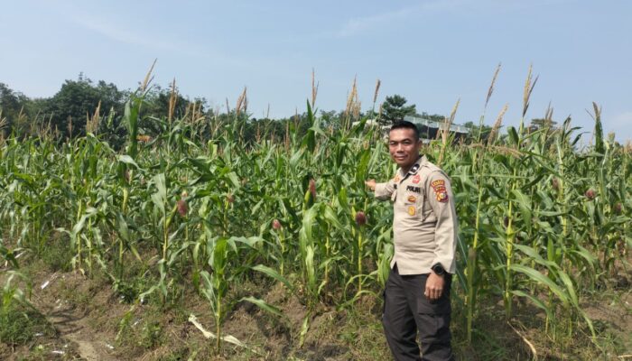POLSEK KAMPAR KIRI TERUS PANTAU TANAMAN JAGUNG DEMI WUJUDKAN KETAHAN PANGAN