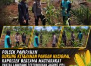 POLSEK PANIPAHAN GELAR PENINJAUAN LANGSUNG JAGUNG PIPIL — KUATKAN KETAHANAN PANGAN DAN SINERGI BERSAMA PETANI