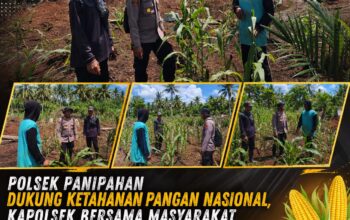 POLSEK PANIPAHAN GELAR PENINJAUAN LANGSUNG JAGUNG PIPIL — KUATKAN KETAHANAN PANGAN DAN SINERGI BERSAMA PETANI