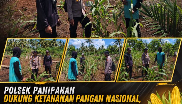POLSEK PANIPAHAN GELAR PENINJAUAN LANGSUNG JAGUNG PIPIL — KUATKAN KETAHANAN PANGAN DAN SINERGI BERSAMA PETANI