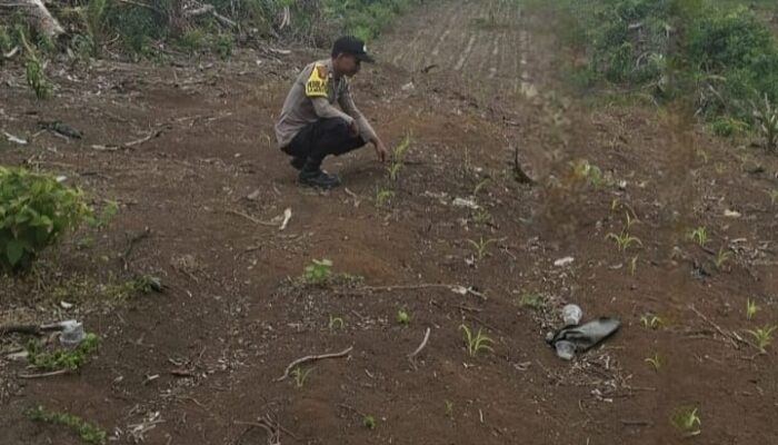 KAPOLSEK LOGAS TANAH DARAT PANTAU PERTUMBUHAN JAGUNG PIPIL DI DESA TERATAK RENDAH, DUKUNG SWASEMBADA PANGAN 2026