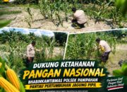 Dukung Ketahanan Pangan Nasional, Bhabinkamtibmas Polsek Panipahan Pantau Pertumbuhan Jagung Pipil